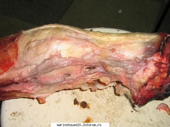 ... anatomie