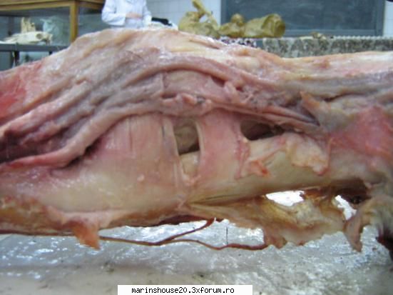 ... anatomie