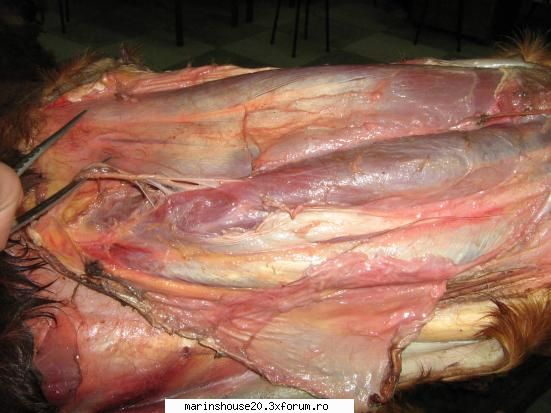 ... anatomie