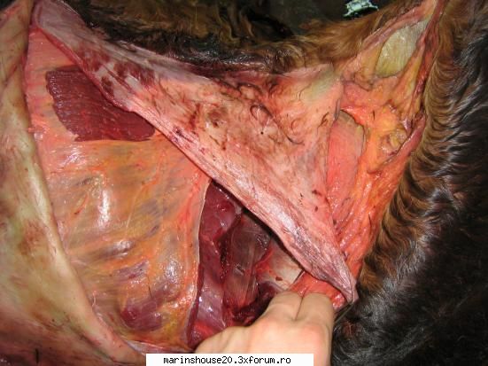 ... anatomie