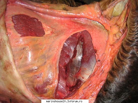 ... anatomie
