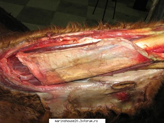 ... anatomie