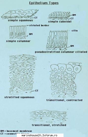 Histologie - Poze pt.laborator ! Spor la studiu ! ;) - Pozele diverse
