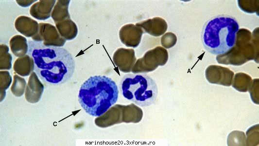 Histologie - mitza - Pozele diverse
