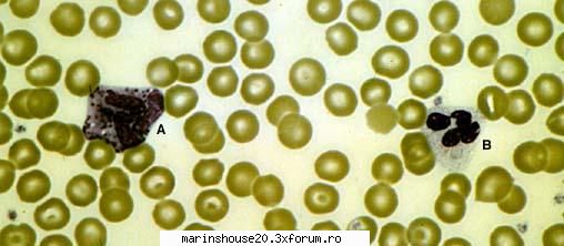 Histologie - mitza - Pozele diverse