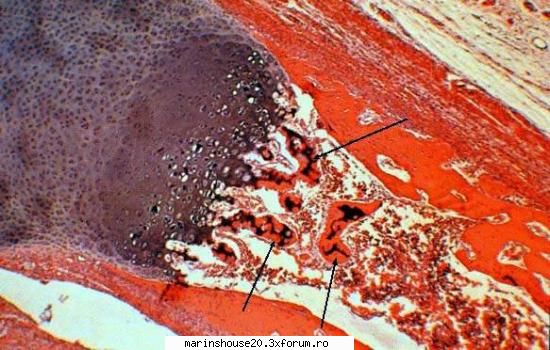 Histologie - mitza - Pozele diverse