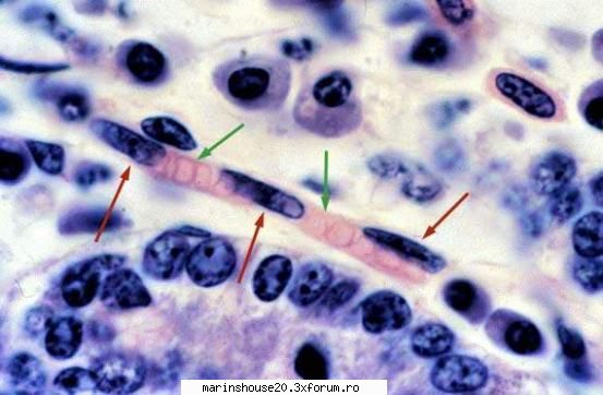 Histologie - mitza - Pozele diverse