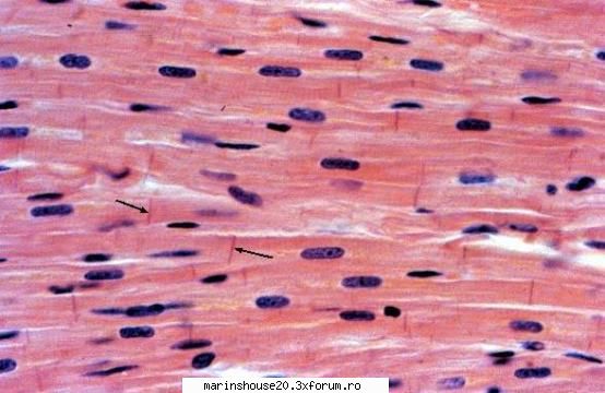 Histologie - mitza - Pozele diverse