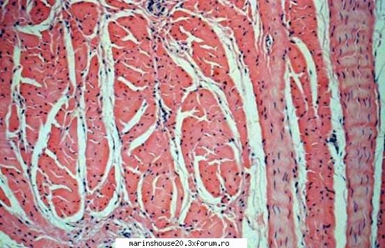 Histologie - mitza - Pozele diverse