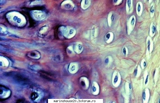 Histologie - mitza - Pozele diverse