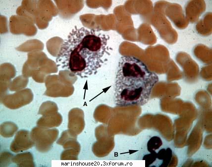 Histologie - mitza - Pozele diverse