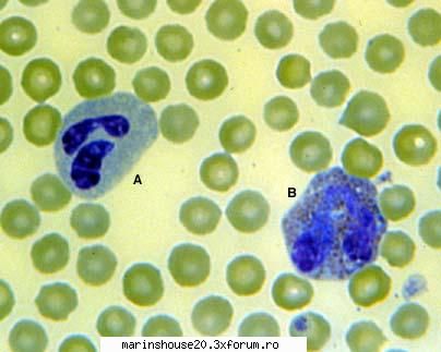 Histologie - mitza - Pozele diverse