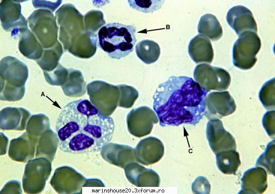 Histologie - mitza - Pozele diverse