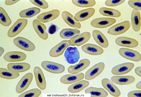 Histologie - mitza - Pozele diverse