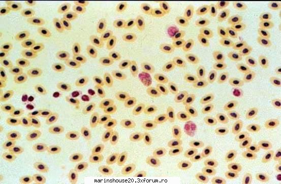 Histologie - mitza - Pozele diverse