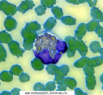 histo16 histologie