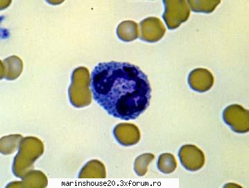 Histologie - mitza - Pozele diverse