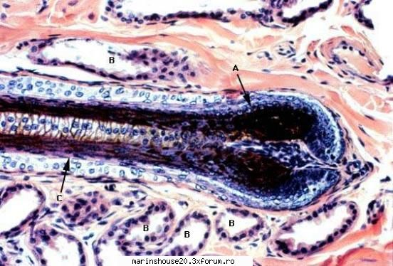Histologie - mitza - Pozele diverse