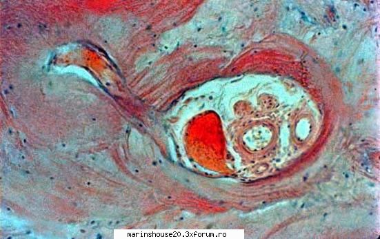 Histologie - mitza - Pozele diverse