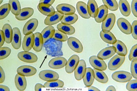 Histologie - mitza - Pozele diverse
