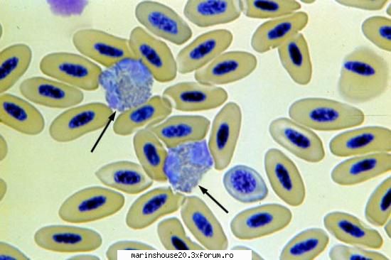 Histologie - mitza - Pozele diverse
