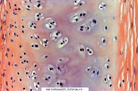 Histologie - mitza - Pozele diverse