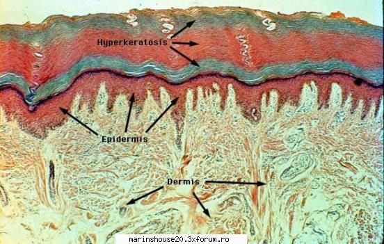 histo27 histologie