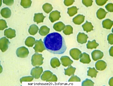 Histologie - mitza - Pozele diverse