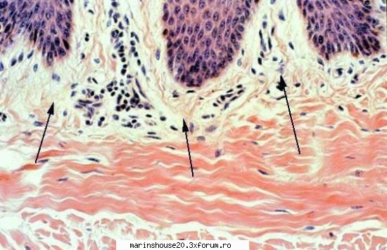 Histologie - mitza - Pozele diverse