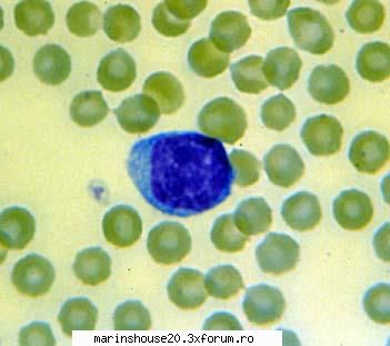 Histologie - mitza - Pozele diverse