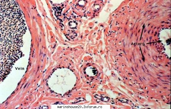 Histologie - mitza - Pozele diverse