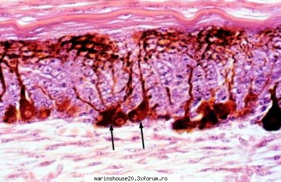 Histologie - mitza - Pozele diverse