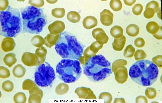 Histologie - mitza - Pozele diverse