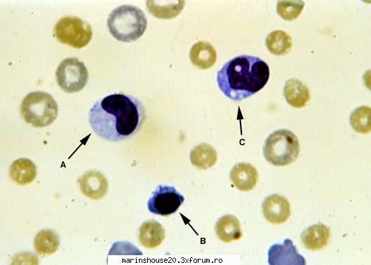Histologie - mitza - Pozele diverse