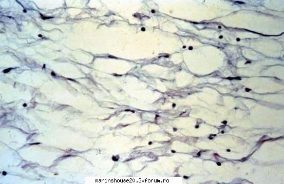 Histologie - mitza - Pozele diverse