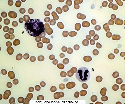 Histologie - mitza - Pozele diverse