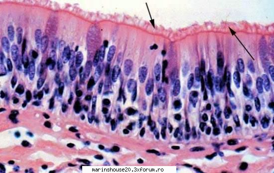 Histologie - mitza - Pozele diverse