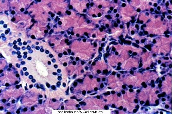 Histologie - mitza - Pozele diverse