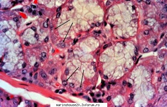 histo41 histologie