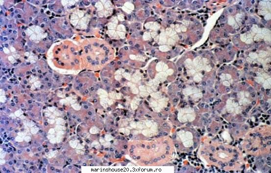 Histologie - mitza - Pozele diverse