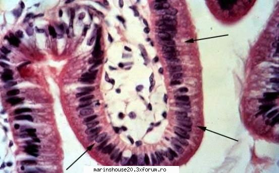 Histologie - mitza - Pozele diverse
