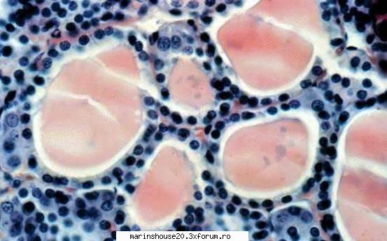 Histologie - mitza - Pozele diverse