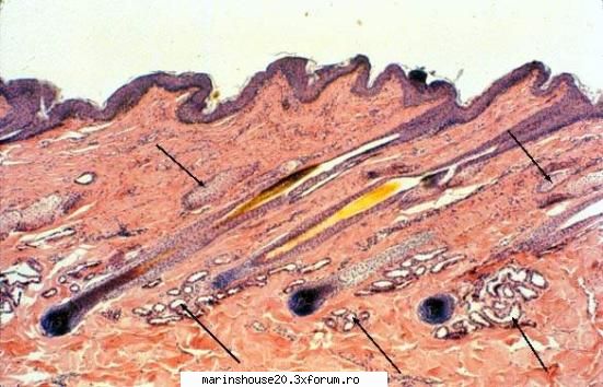 Histologie - mitza - Pozele diverse