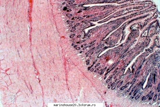 Histologie - mitza - Pozele diverse