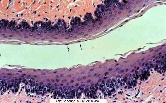Histologie - mitza - Pozele diverse