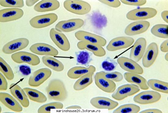 histo51 histologie