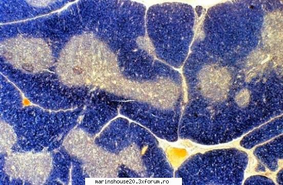 Histologie - mitza - Pozele diverse