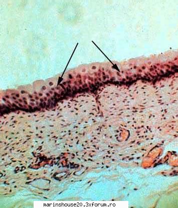 Histologie - mitza - Pozele diverse