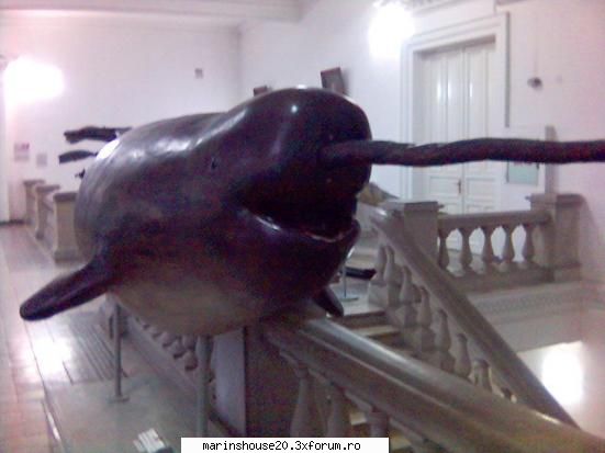 Plimbare pe la muzeu - marinshouse20 - Pozele diverse