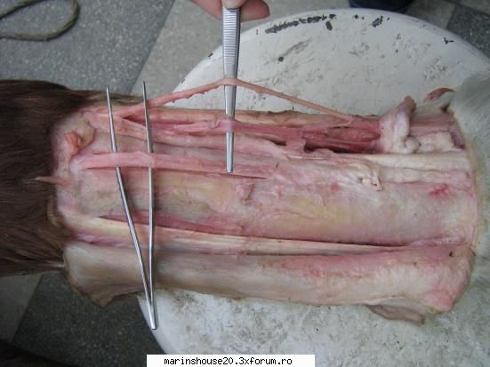 ... poze anatomie